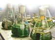 Российские учёные добыли биотопливо из ила