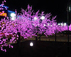 Декоративная  подсветка деревьев в центре города с 1-го апреля отключена до ноября