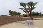 В Израиле теперь растут солнечные деревья